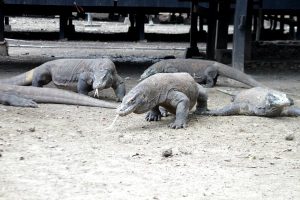 Taman Nasional Komodo