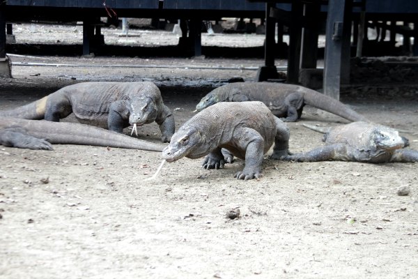 Taman Nasional Komodo