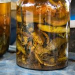 Anggur Ular - Filipina