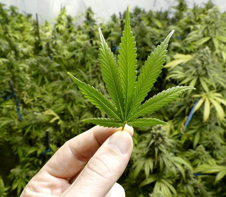 Selain Thailand, Ini Daftar Negara Yang Udah Melegalkan Ganja