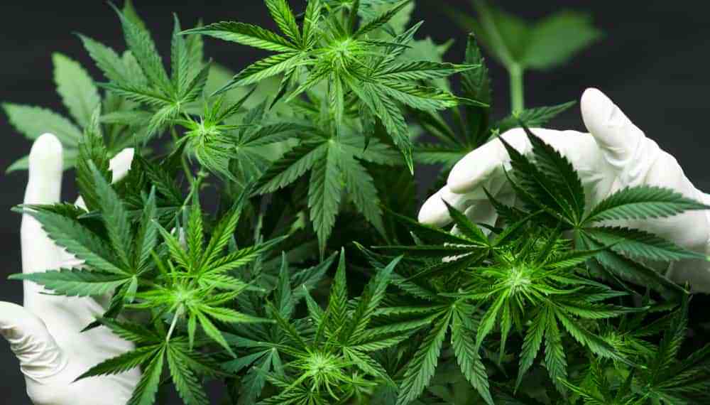 Ilmuwan Temukan Indikasi Ekstrak Ganja Efektif Untuk Cegah Covid-19