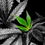 Twitter Izinkan Iklan Ganja di Sejumlah Negara